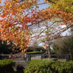 【写真撮影テク：第４回】秋の終わりを撮ってきました@昭和記念公園