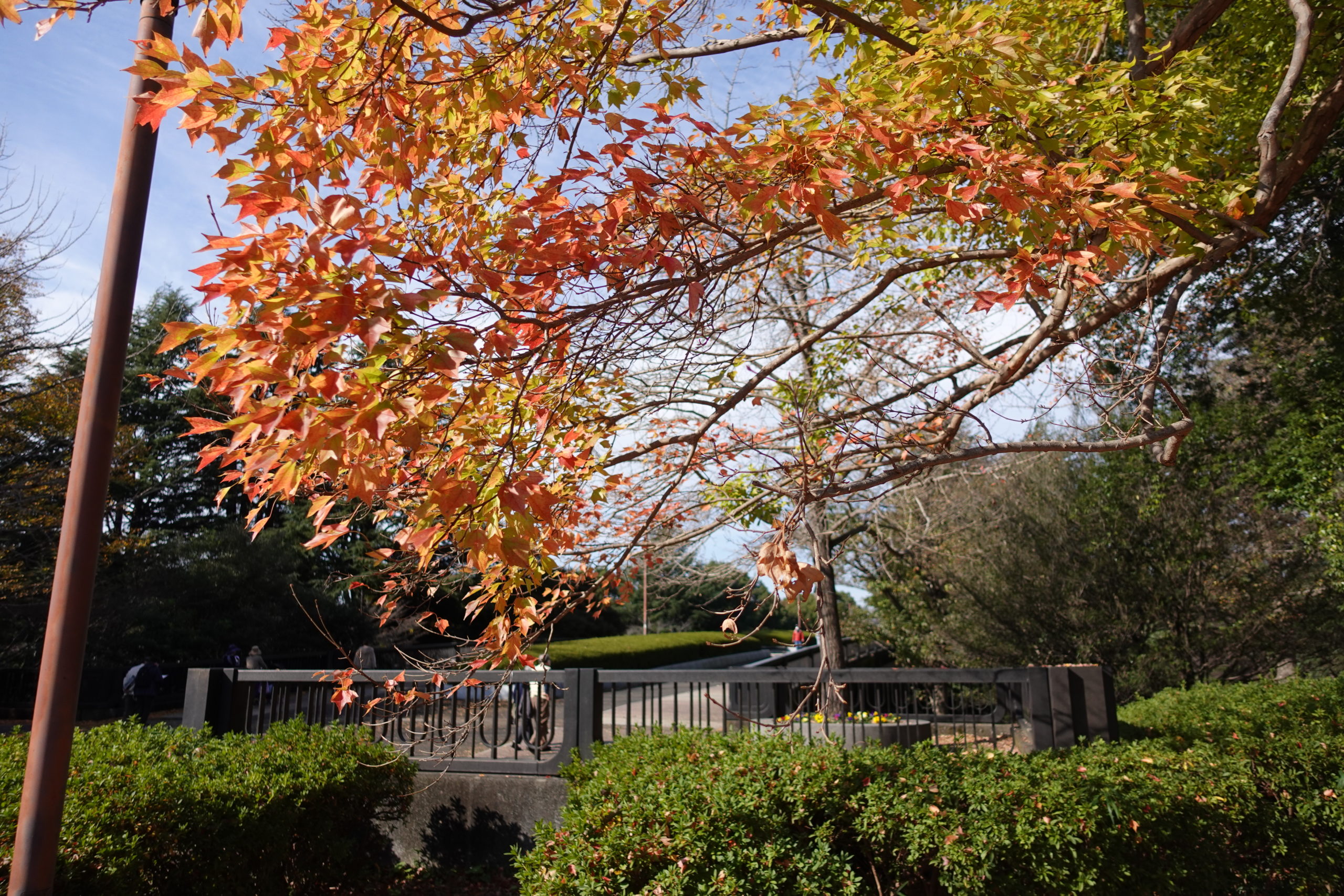 【写真撮影テク：第４回】秋の終わりを撮ってきました@昭和記念公園